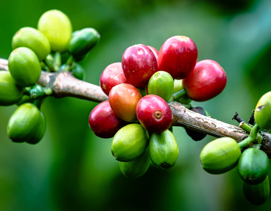 Reifende Kaffeekirschen am Zweig